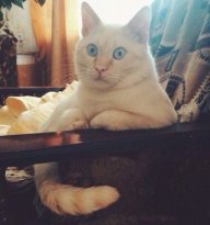 Диментос