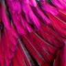 Scarlet_11