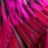 Scarlet_11